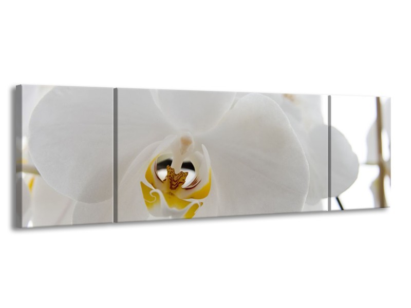 Canvas Schilderij Orchidee, Bloemen | Wit, Geel | 170x50cm 3Luik