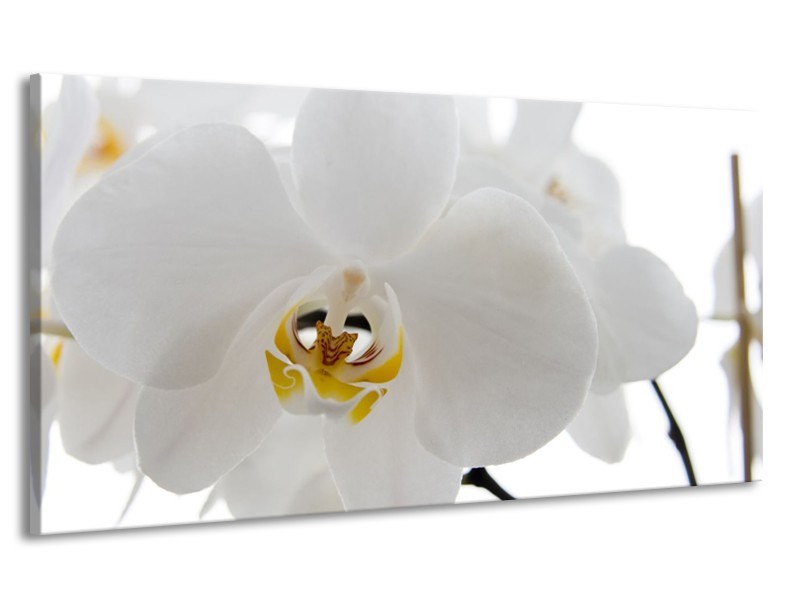 Canvas Schilderij Orchidee, Bloemen | Wit, Geel | 170x90cm 1Luik