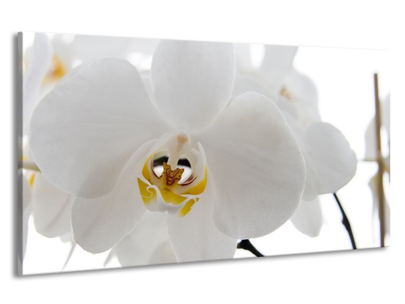 Canvas Schilderij Orchidee, Bloemen | Wit, Geel | 190x100cm 1Luik