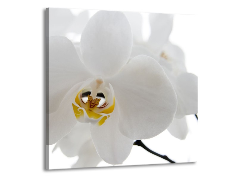 Canvas Schilderij Orchidee, Bloemen | Wit, Geel | 50x50cm 1Luik
