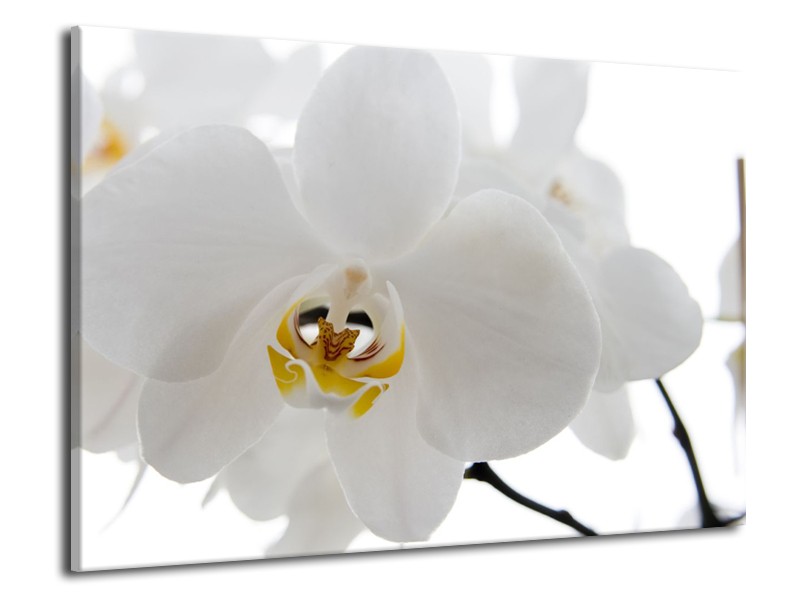 Canvas Schilderij Orchidee, Bloemen | Wit, Geel | 70x50cm 1Luik