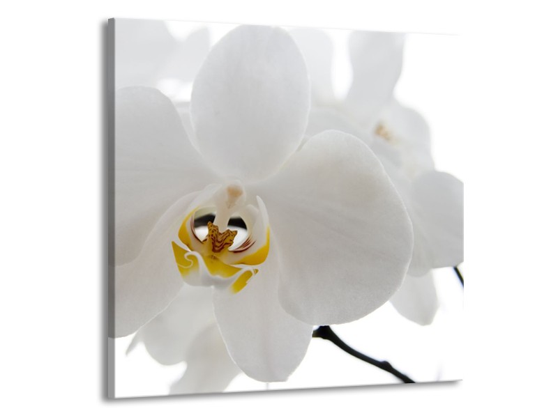 Glasschilderij Orchidee, Bloemen | Wit, Geel | 70x70cm 1Luik