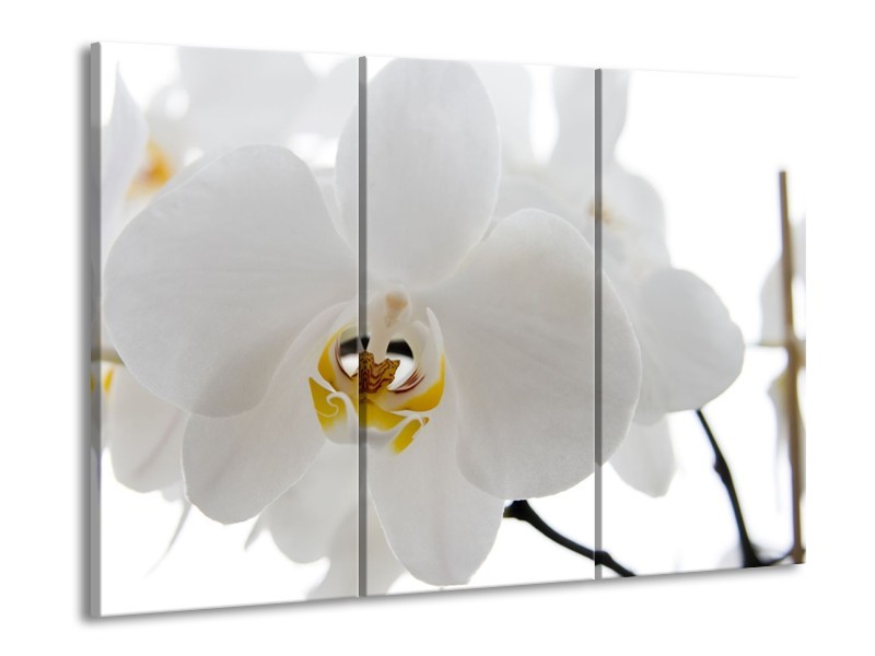 Canvas Schilderij Orchidee, Bloemen | Wit, Geel | 60x90cm 3Luik
