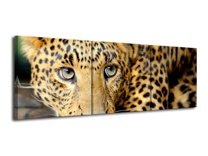 Canvas Schilderij Wilde Dieren | Zwart, Bruin, Geel | 120x40cm 3Luik