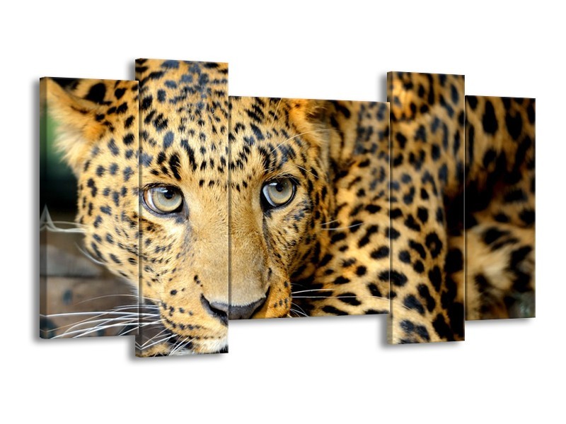 Canvas Schilderij Wilde Dieren | Zwart, Bruin, Geel | 120x65cm 5Luik