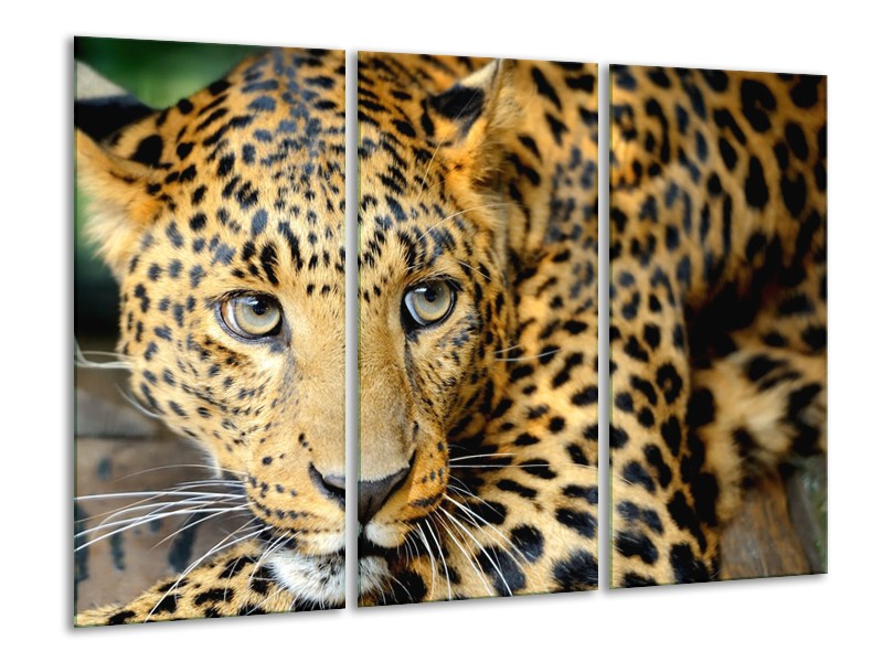 Glasschilderij Wilde Dieren | Zwart, Bruin, Geel | 120x80cm 3Luik