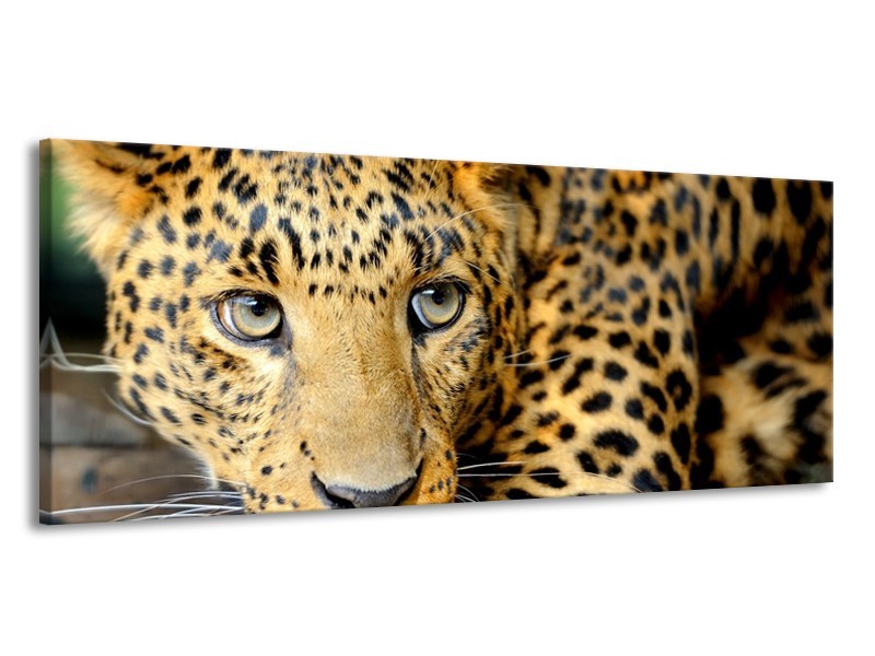 Canvas Schilderij Wilde Dieren | Zwart, Bruin, Geel | 145x58cm 1Luik