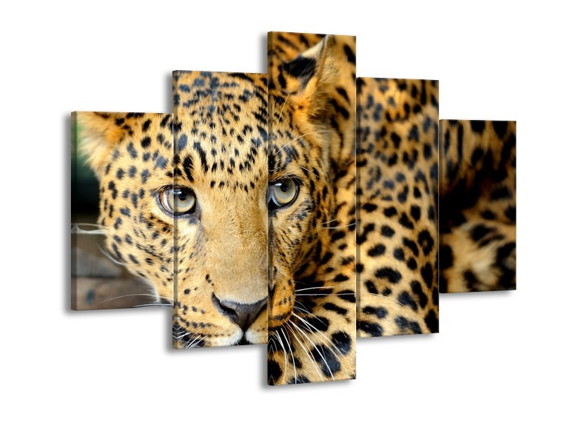 Glasschilderij Wilde Dieren | Zwart, Bruin, Geel | 150x105cm 5Luik