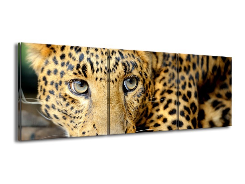 Canvas Schilderij Wilde Dieren | Zwart, Bruin, Geel | 150x50cm 3Luik