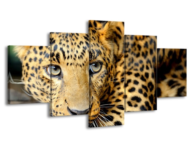 Glasschilderij Wilde Dieren | Zwart, Bruin, Geel | 150x80cm 5Luik