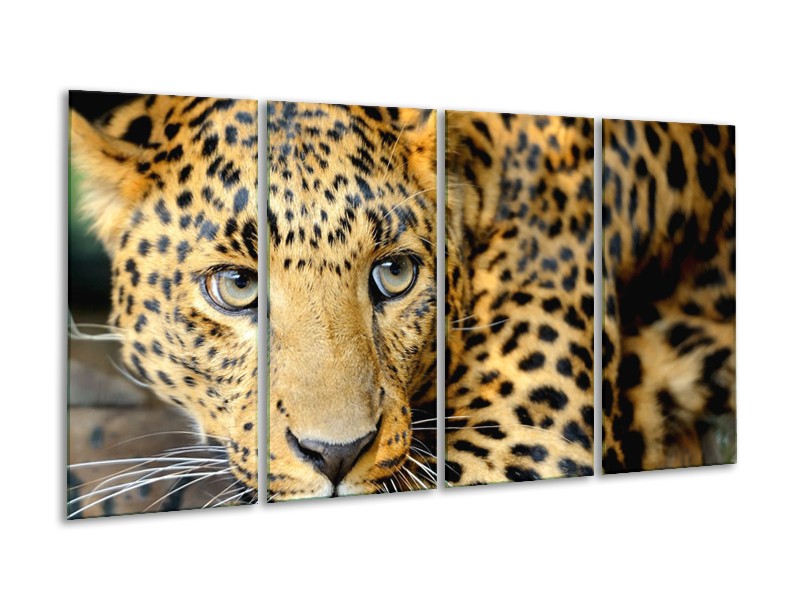 Glasschilderij Wilde Dieren | Zwart, Bruin, Geel | 160x80cm 4Luik