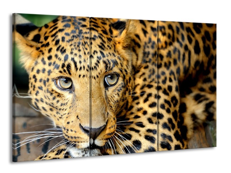 Glasschilderij Wilde Dieren | Zwart, Bruin, Geel | 165x100cm 3Luik