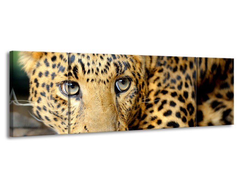 Glasschilderij Wilde Dieren | Zwart, Bruin, Geel | 170x50cm 3Luik