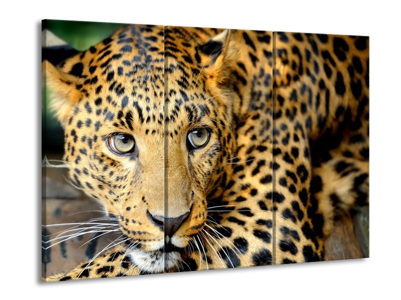 Glasschilderij Wilde Dieren | Zwart, Bruin, Geel | 60x90cm 3Luik