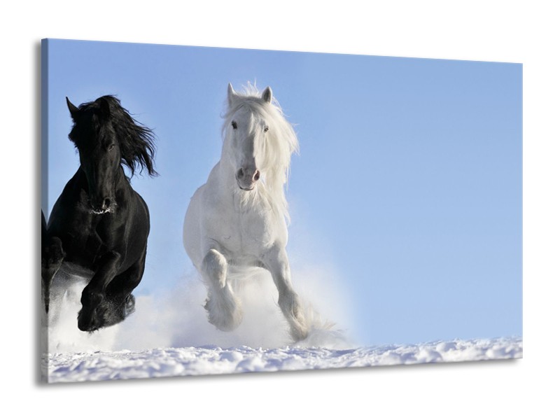 Glasschilderij Paard, Dieren | Blauw, Zwart, Wit | 140x90cm 1Luik