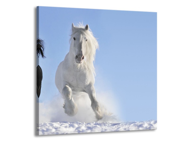 Glasschilderij Paard, Dieren | Blauw, Zwart, Wit | 50x50cm 1Luik