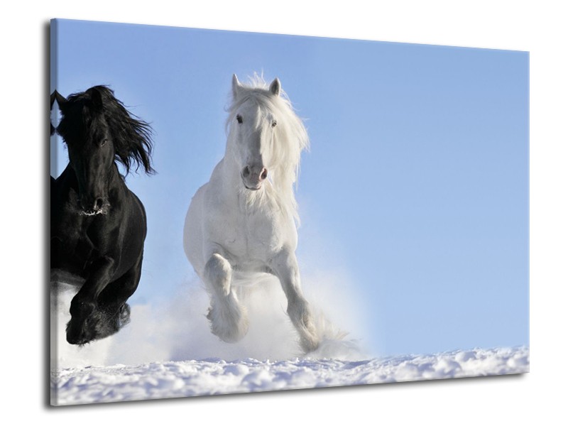 Glasschilderij Paard, Dieren | Blauw, Zwart, Wit | 70x50cm 1Luik