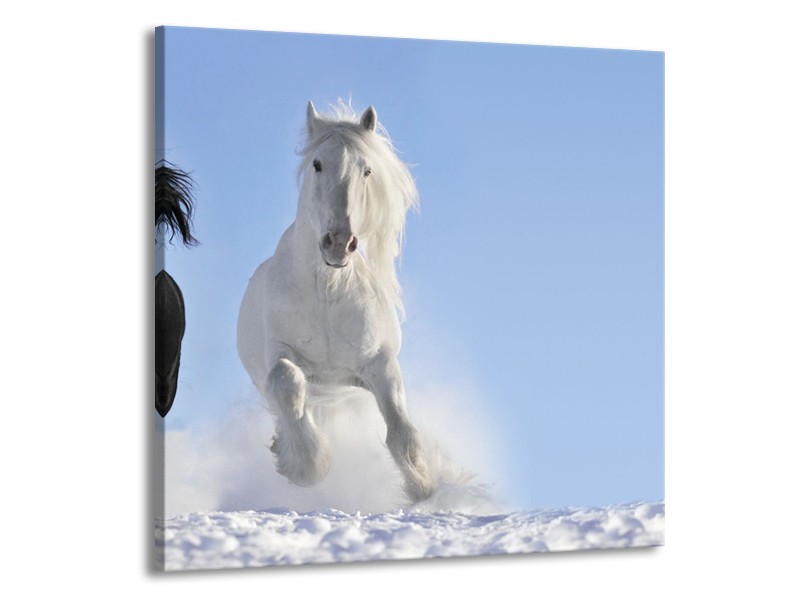 Canvas Schilderij Paard, Dieren | Blauw, Zwart, Wit | 70x70cm 1Luik