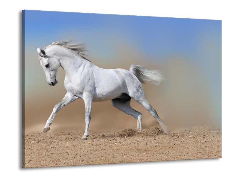 Glasschilderij Paard, Dieren | Crème , Blauw, Wit | 100x70cm 1Luik