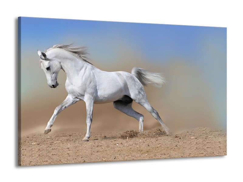 Glasschilderij Paard, Dieren | Crème , Blauw, Wit | 140x90cm 1Luik