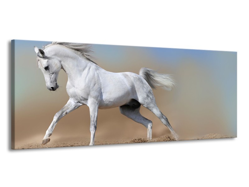 Canvas Schilderij Paard, Dieren | Crème, Blauw, Wit | 145x58cm 1Luik