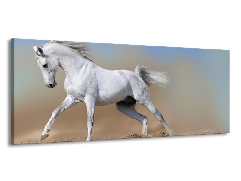 Glasschilderij Paard, Dieren | Crème , Blauw, Wit | 145x58cm 1Luik