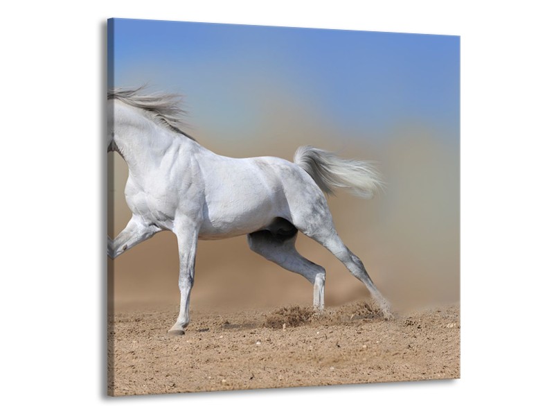 Glasschilderij Paard, Dieren | Crème , Blauw, Wit | 50x50cm 1Luik