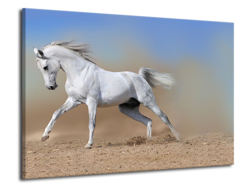 Glasschilderij Paard, Dieren | Crème , Blauw, Wit | 70x50cm 1Luik