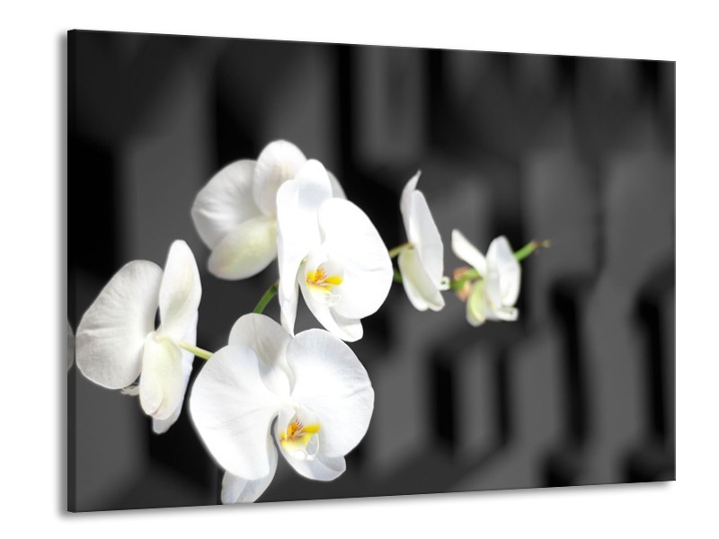 Glasschilderij Orchidee, Bloemen | Zwart, Wit | 100x70cm 1Luik