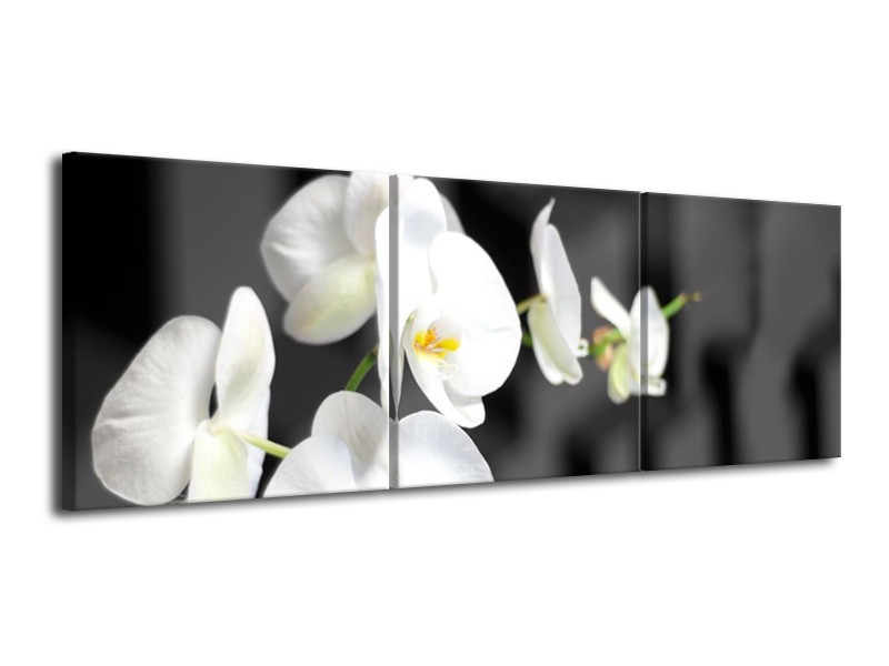 Canvas Schilderij Orchidee, Bloemen | Zwart, Wit | 120x40cm 3Luik