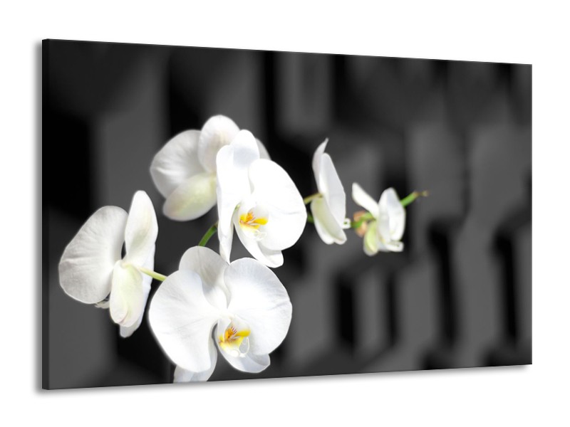 Glasschilderij Orchidee, Bloemen | Zwart, Wit | 140x90cm 1Luik