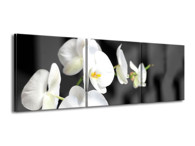 Canvas Schilderij Orchidee, Bloemen | Zwart, Wit | 150x50cm 3Luik