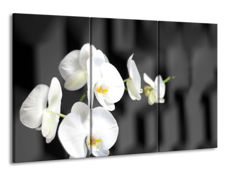 Glasschilderij Orchidee, Bloemen | Zwart, Wit | 165x100cm 3Luik
