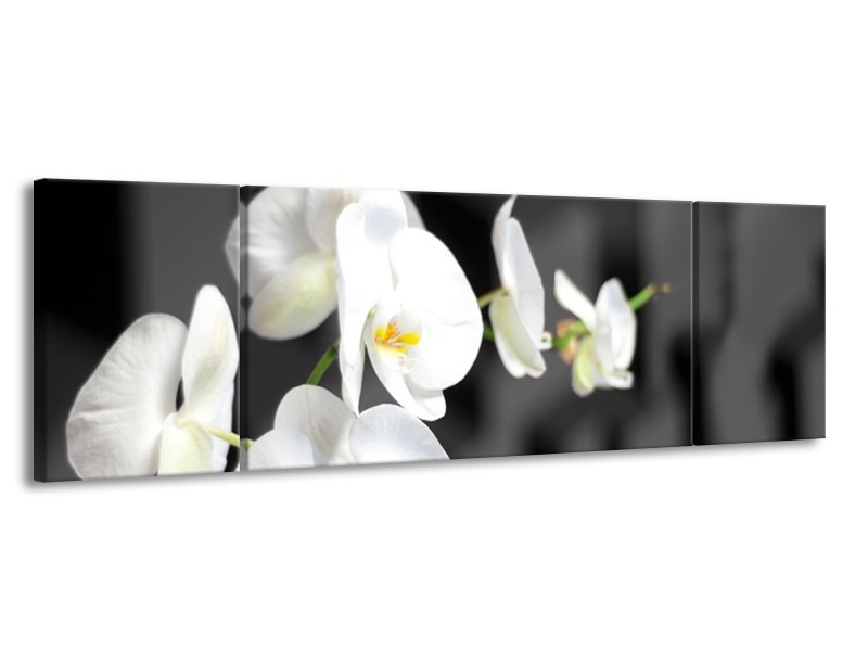 Glasschilderij Orchidee, Bloemen | Zwart, Wit | 170x50cm 3Luik