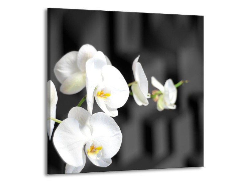Canvas Schilderij Orchidee, Bloemen | Zwart, Wit | 50x50cm 1Luik