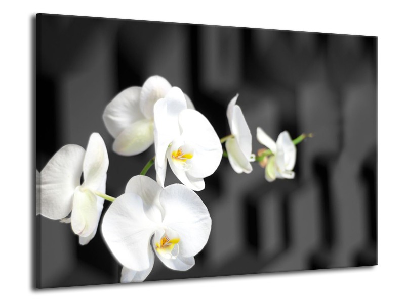 Canvas Schilderij Orchidee, Bloemen | Zwart, Wit | 70x50cm 1Luik