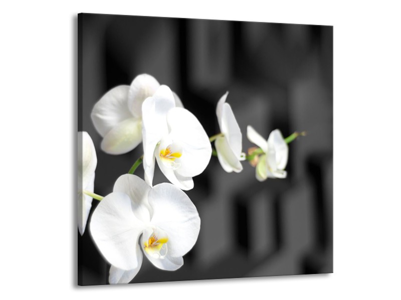 Glasschilderij Orchidee, Bloemen | Zwart, Wit | 70x70cm 1Luik