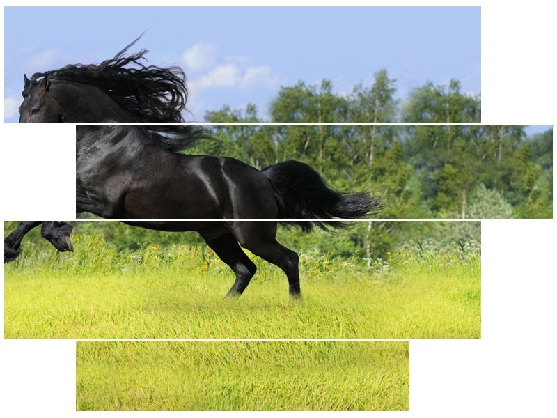 Glasschilderij Paard, Dieren | Zwart, Groen | 115x85cm 4Luik