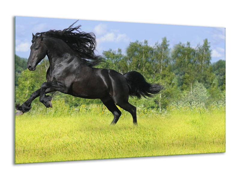 Canvas Schilderij Paard, Dieren | Zwart, Groen | 120x70cm 1Luik
