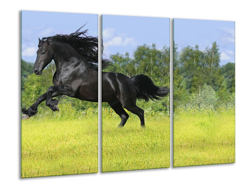 Glasschilderij Paard, Dieren | Zwart, Groen | 120x80cm 3Luik