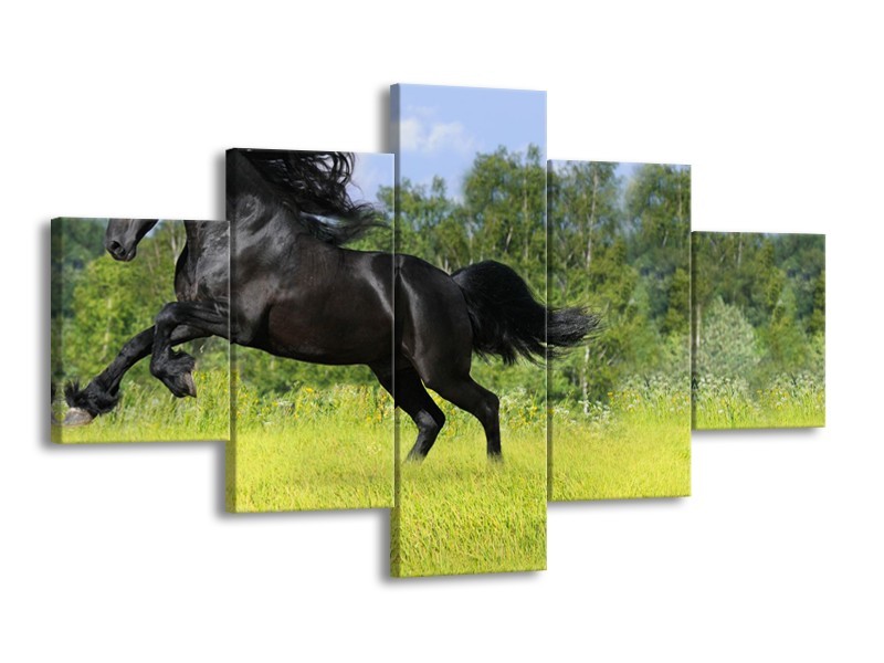 Glasschilderij Paard, Dieren | Zwart, Groen | 125x70cm 5Luik
