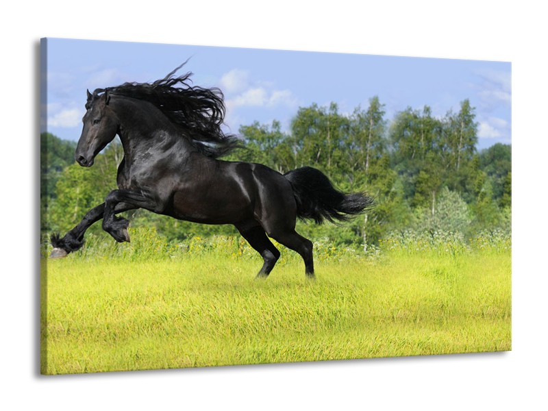 Canvas Schilderij Paard, Dieren | Zwart, Groen | 140x90cm 1Luik