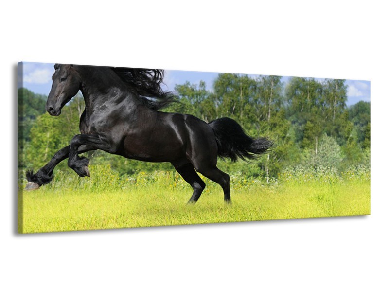 Canvas Schilderij Paard, Dieren | Zwart, Groen | 145x58cm 1Luik