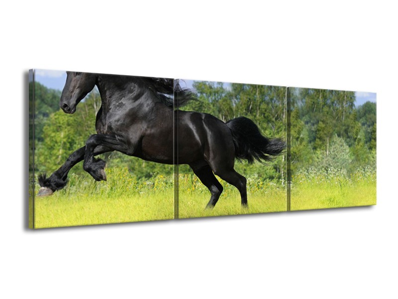 Glasschilderij Paard, Dieren | Zwart, Groen | 150x50cm 3Luik