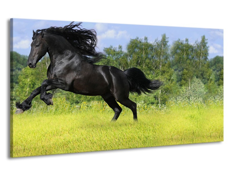 Canvas Schilderij Paard, Dieren | Zwart, Groen | 190x100cm 1Luik