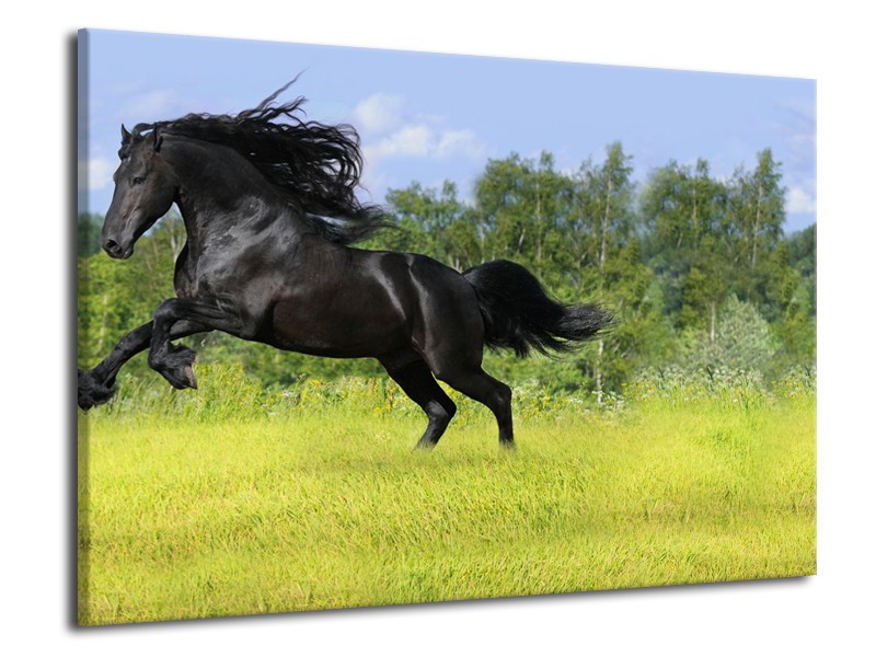 Canvas Schilderij Paard, Dieren | Zwart, Groen | 70x50cm 1Luik