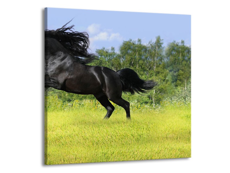 Canvas Schilderij Paard, Dieren | Zwart, Groen | 70x70cm 1Luik
