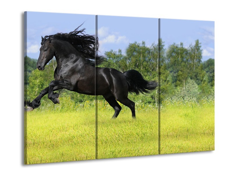 Glasschilderij Paard, Dieren | Zwart, Groen | 60x90cm 3Luik