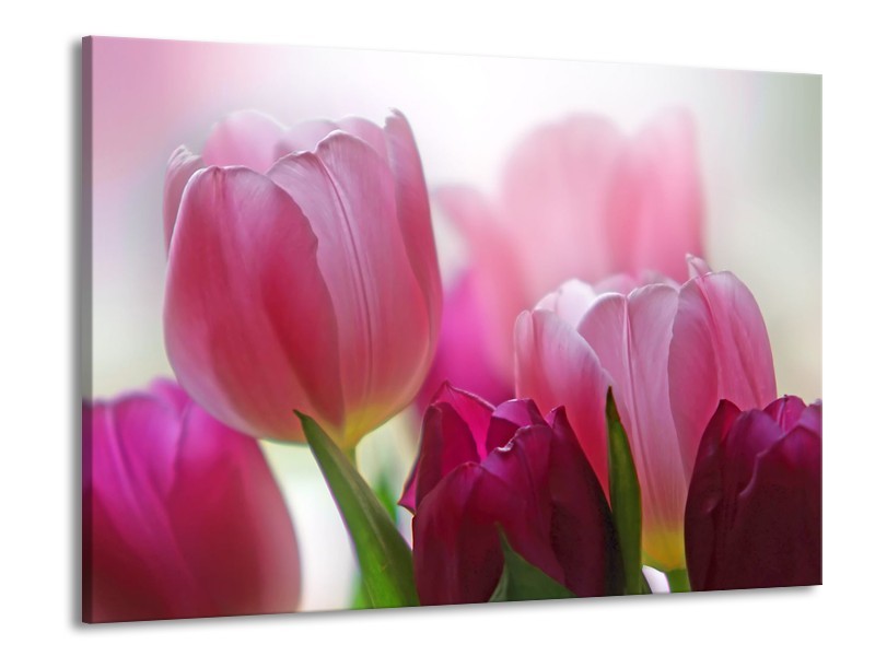 Canvas Schilderij Tulpen, Bloemen | Roze, Paars | 100x70cm 1Luik