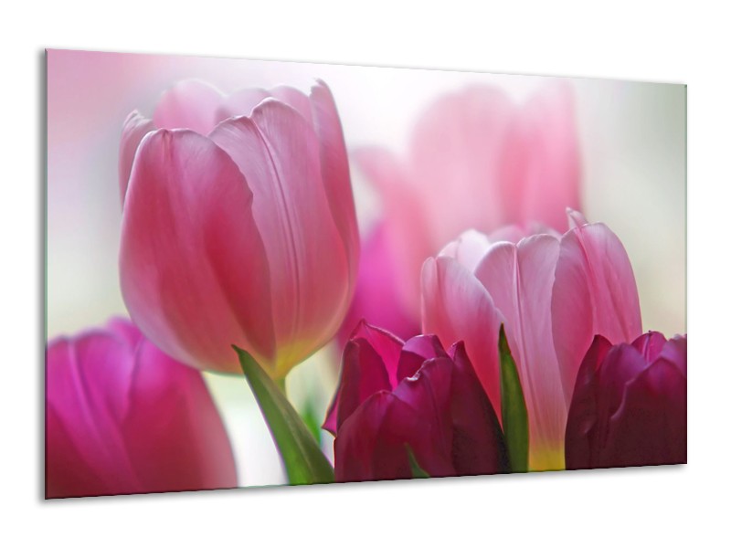 Glasschilderij Tulpen, Bloemen | Roze, Paars | 120x70cm 1Luik